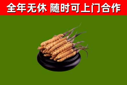 麻山烟酒回收冬虫夏草.jpg